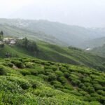 Darjeeling Tea Garden tour package