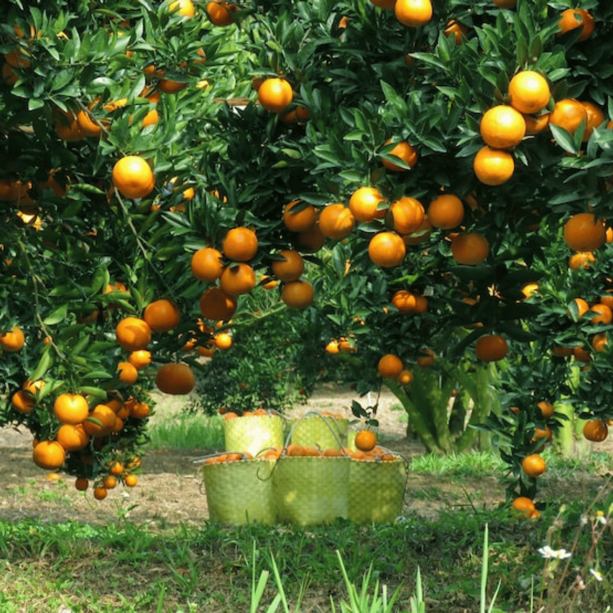 Orange tree laden with ripe citrus fruit; baskets filled with oranges on the ground beneath.