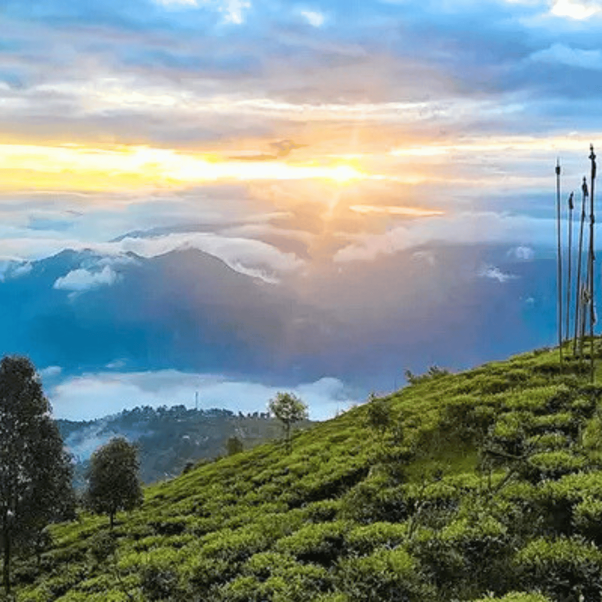 Sunrise over a foggy mountain range with a tea plantation hillside in the foreground and several flagpoles on the right.