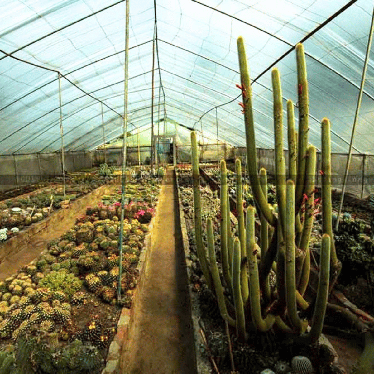 Inside a glass greenhouse with rows of cacti and succulents along a central path leading to a door at the far end.