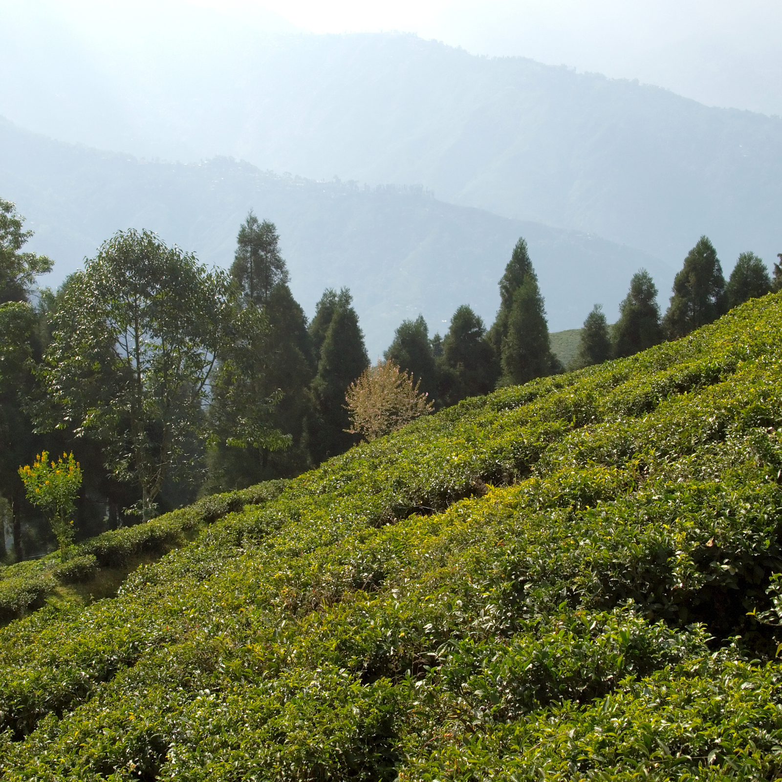 Tea plantation on terraced hills with green shrubs and a hazy mountain range in the background.