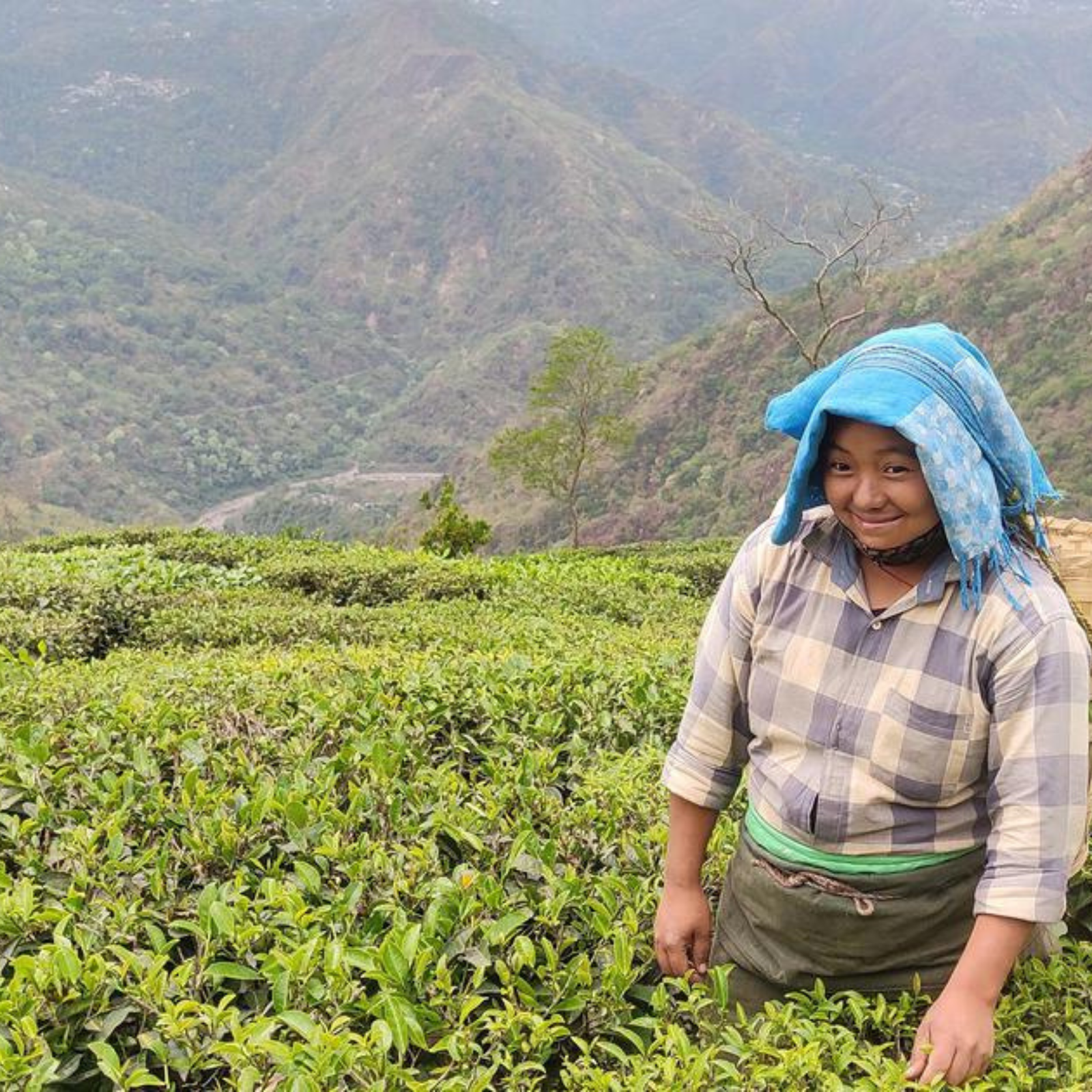 Person wearing a blue headscarf and checkered shirt standing in a tea plantation with green bushes and hills in the background