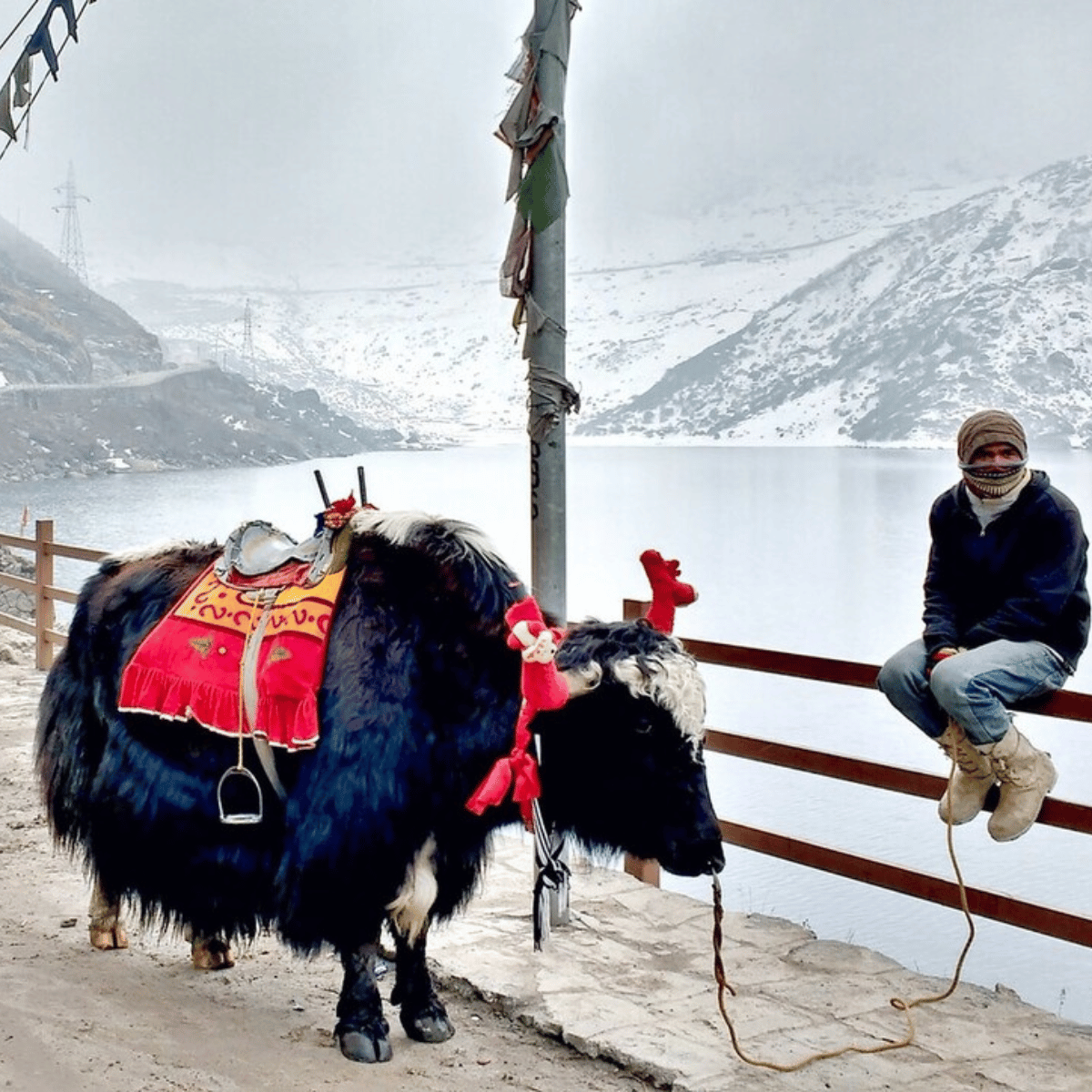 33 Yak wearing a red saddle and tassels stands beside a man sitting on a railing by a snowy lake in the mountains.