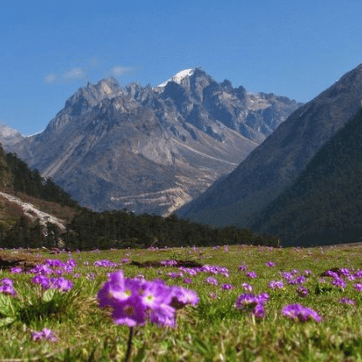 36 Snow-capped mountain range rises behind a meadow dotted with purple wildflowers under a clear blue sky.